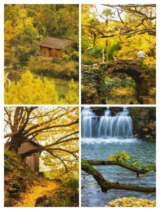 The Three Autumn Wonders of Liupanshui: Tuole Ancient Ginkgo, Minghu Redwoods, and Normal University Golden Dreams