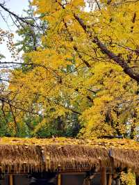 為了這扇秋日限定的窗，我專門去了趟崇州