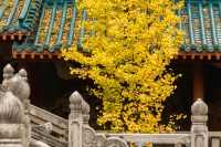 11月桂林深秋漫遊全攻略錯過等一年