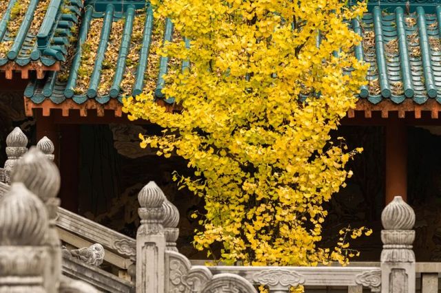 11月桂林深秋漫遊全攻略錯過等一年