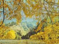 歡迎來千年銀杏谷文化來旅遊