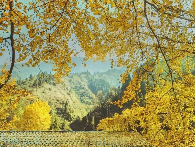 歡迎來千年銀杏谷文化來旅遊