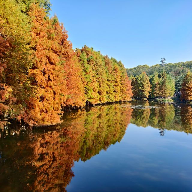 南京燕雀湖｜藏在城芯的秋日秘境，承包金陵所有溫柔