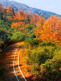 【安吉秋日限定】闖入江浙滬最治癒的金色童話世界