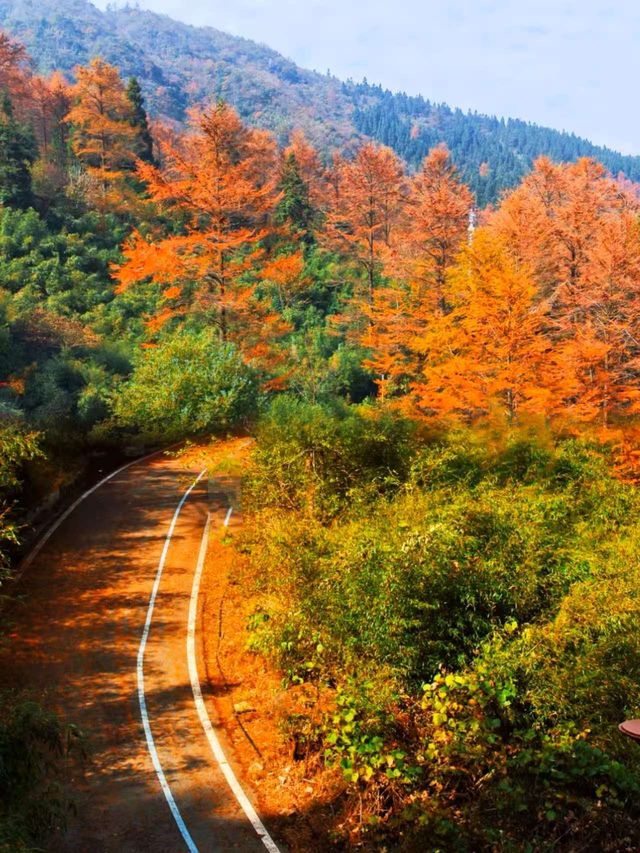 【安吉秋日限定】闖入江浙滬最治癒的金色童話世界