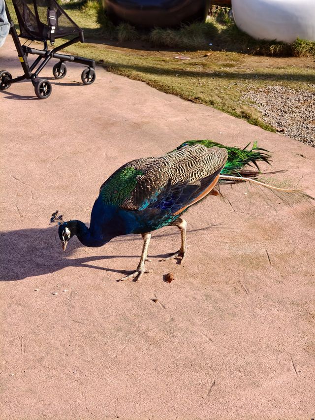 南京動物們的伊甸園——紫清湖野生動物世界