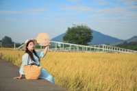 稻田金黃,秋日的浪漫