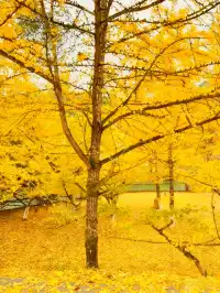 廣東秋日天花板1.5h 直達粵北金色夢境