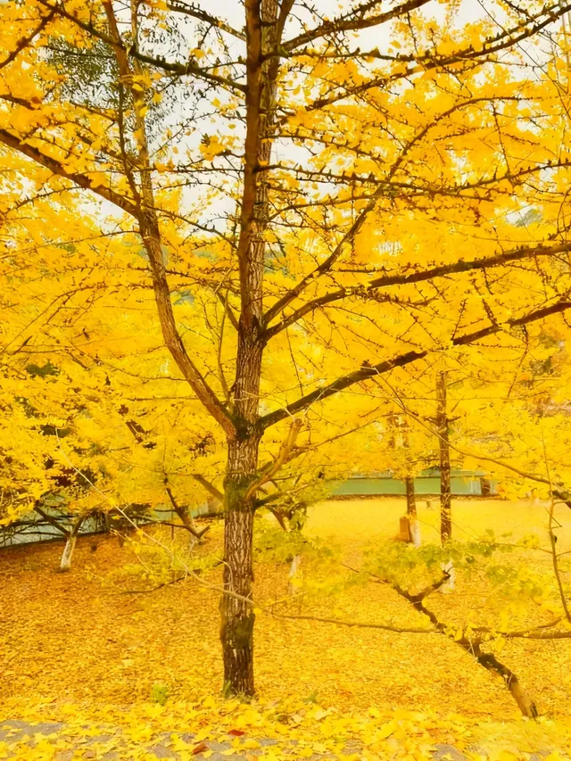 廣東秋日天花板1.5h 直達粵北金色夢境 廣東秋日天花板1.5h 直達粵北金色夢境