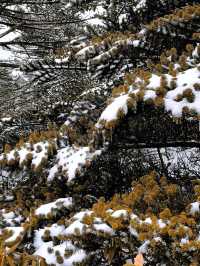 大理蒼山·11.21初雪驚喜攻略·冰雪浪漫速遞  臨時起意·搶佔雪景C位 11.21的蒼山，