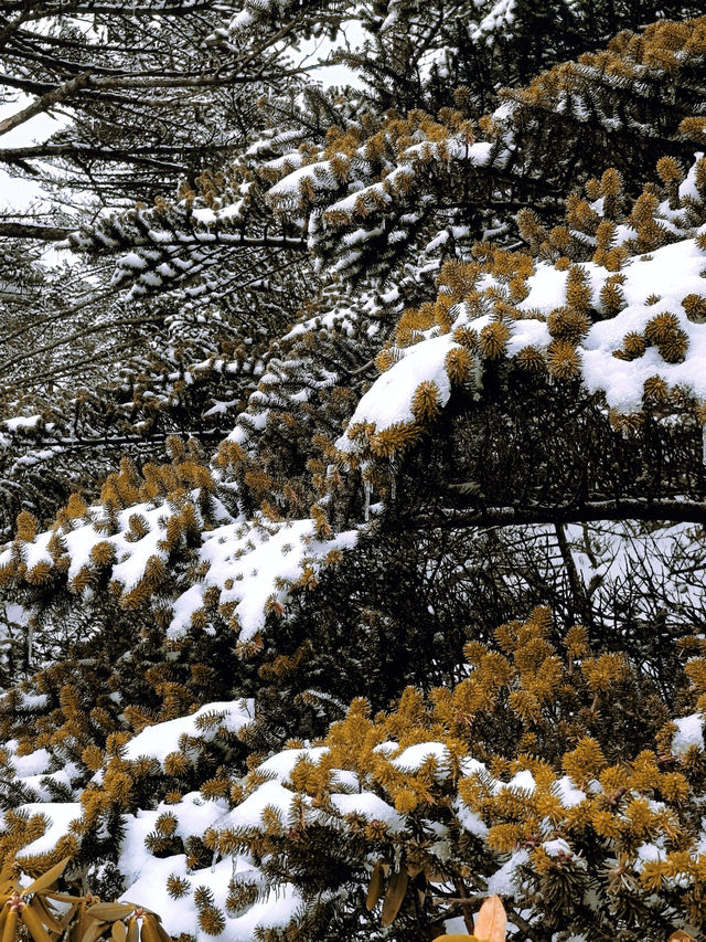 大理蒼山·11.21初雪驚喜攻略·冰雪浪漫速遞  臨時起意·搶佔雪景C位 11.21的蒼山，
