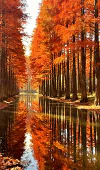 蘇州虎丘濕地公園，免費看紅杉