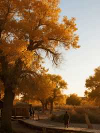 額濟納旗親子賞秋攻略帶娃玩轉胡楊林+沙漠秘境