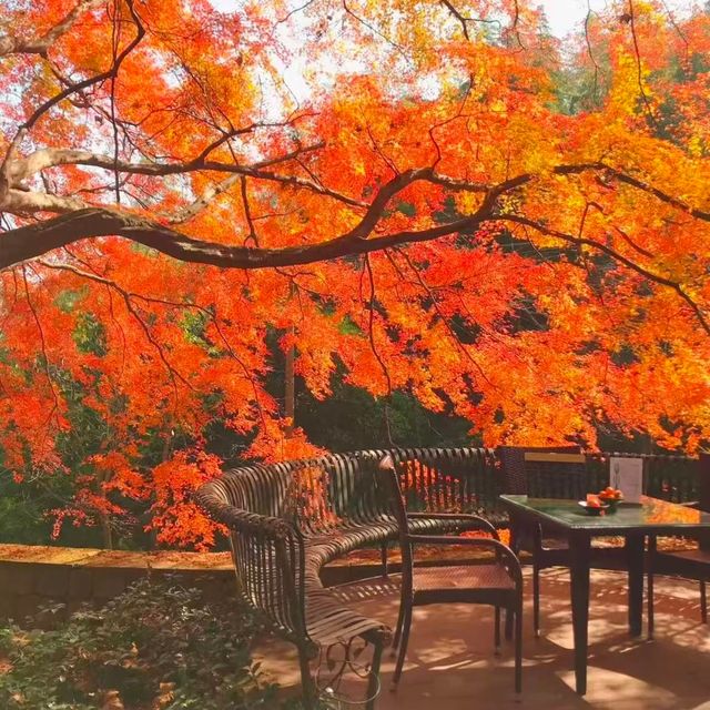 莫干山風景區攻略:一場穿越百年別墅群的清涼竹海深呼吸 莫干山風景區攻略:一場穿越百年別墅群的清涼竹海深呼吸