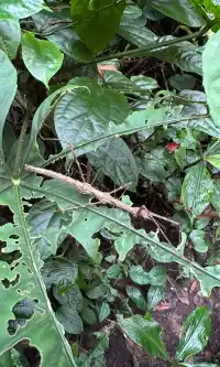 西雙版納我只去兩個地兒(下)