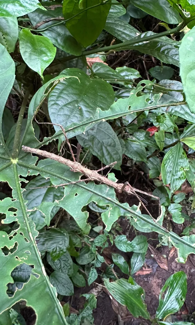 西雙版納我只去兩個地兒(下) 西雙版納我只去兩個地兒(下)