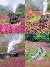 桫欏湖邀您共赴一場自然與人文的盛宴之約