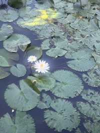 Ideal Bali Stay for First-Timers