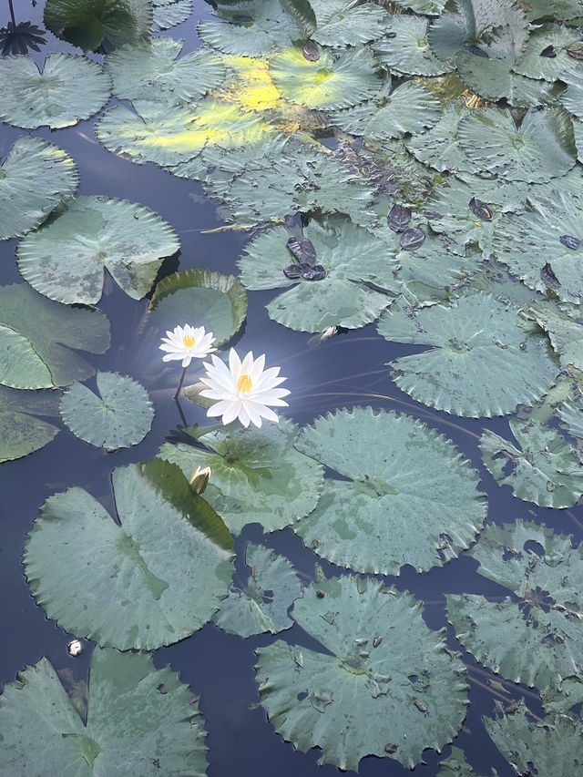 Ideal Bali Stay for First-Timers