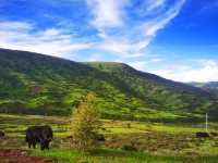 此生必駕,藏三一八。