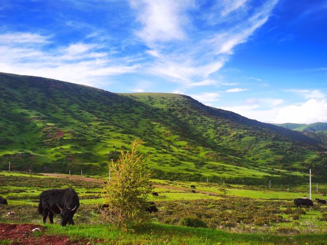 此生必駕,藏三一八。 此生必駕,藏三一八。