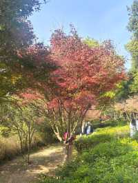 【韶關紅葉季】韶州公園漫步指南童話世界的調色盤在這裡!