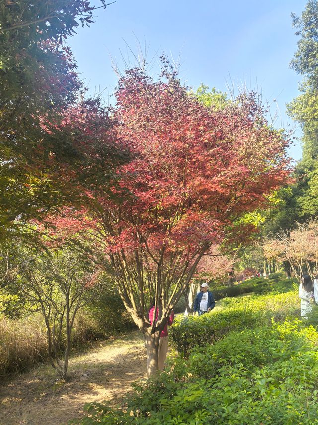 【韶關紅葉季】韶州公園漫步指南童話世界的調色盤在這裡! 【韶關紅葉季】韶州公園漫步指南童話世界的調色盤在這裡!
