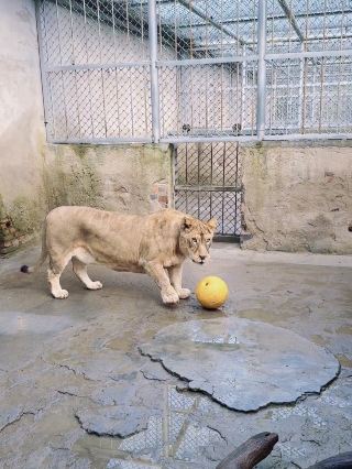 쉬저우 동물원의 이 짧은 다리 사자 때문에 너무 웃겨 죽는 줄 알았어요