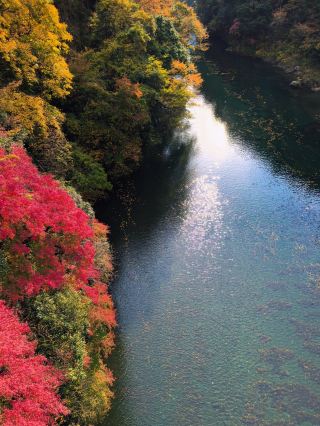 Otome Maple Viewing Secret Spot! Encounter Stunning Red Leaf Streams in Hatonosu Valley