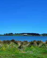 菲利普島攻略|沒有小火車的企鵝島更chill!一日遊