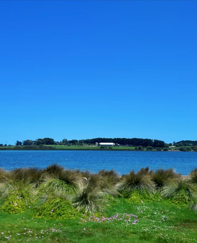 菲利普島攻略|沒有小火車的企鵝島更chill!一日遊 菲利普島攻略|沒有小火車的企鵝島更chill!一日遊
