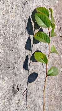 寧波賞秋徒步天花板