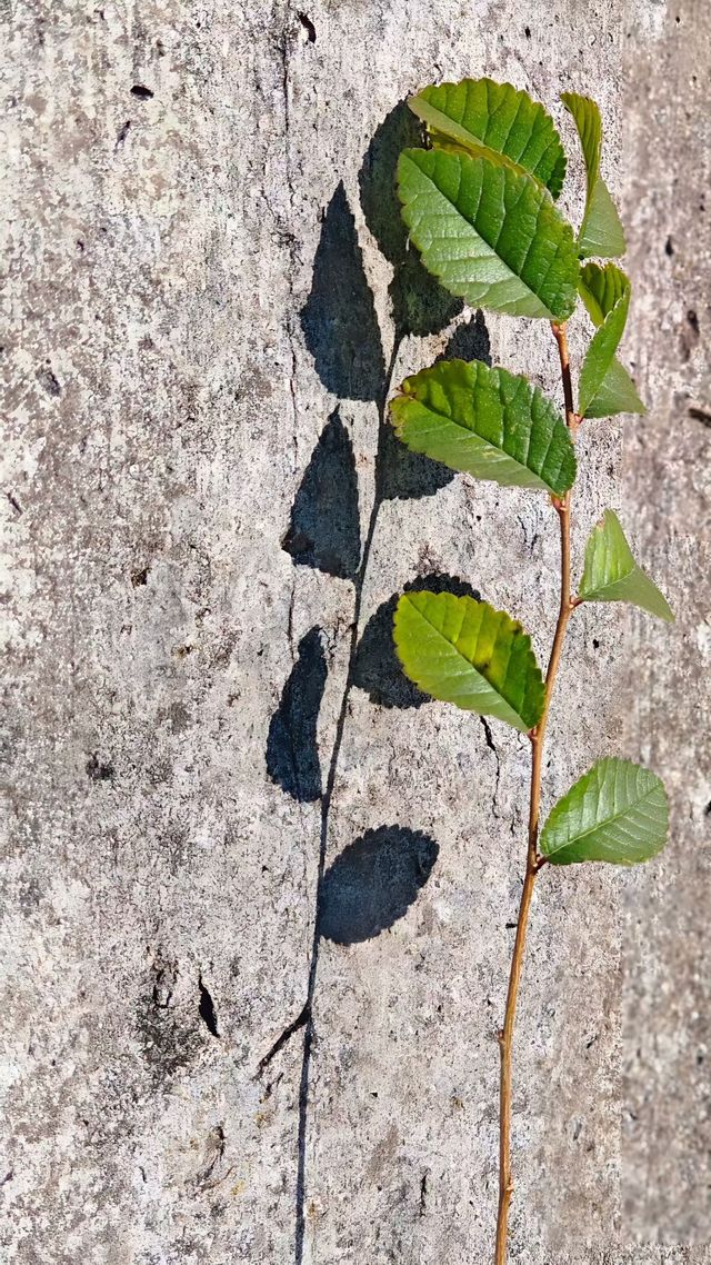 寧波賞秋徒步天花板 寧波賞秋徒步天花板