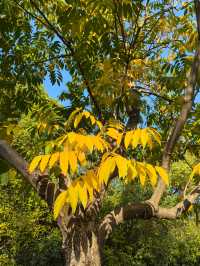 南京綠博園秋日限定藏在城市的絕美秘境