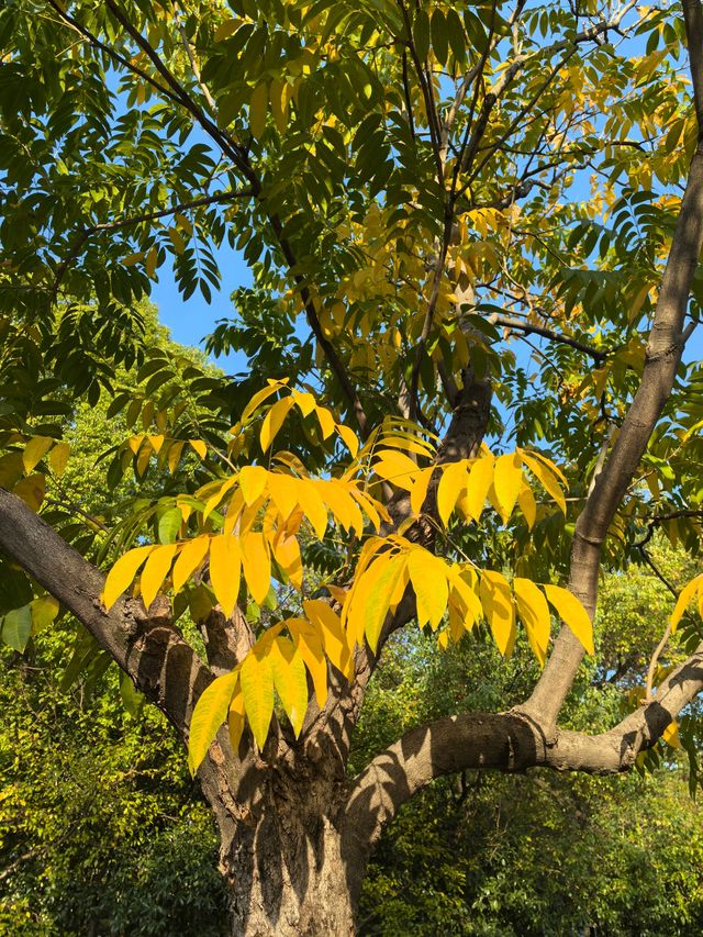 南京綠博園秋日限定藏在城市的絕美秘境 南京綠博園秋日限定藏在城市的絕美秘境