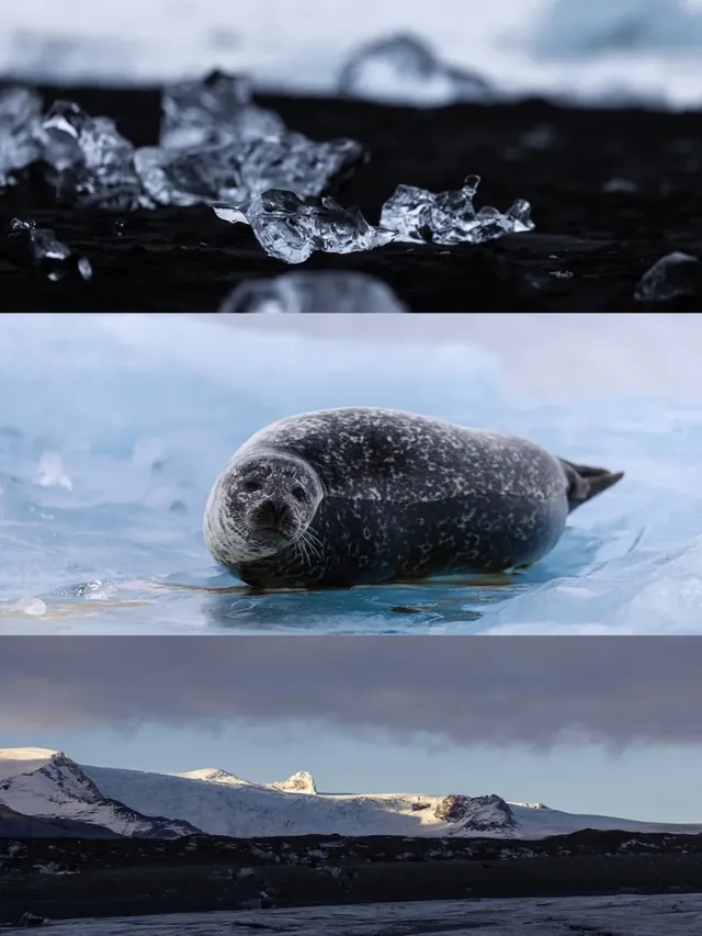 冰島冰河湖遇見海豹|是冬天zui溫柔的驚喜 冰島冰河湖遇見海豹|是冬天zui溫柔的驚喜
