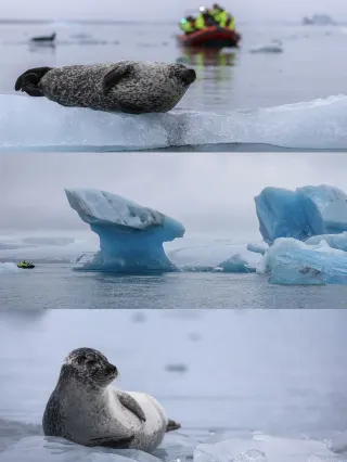 Meeting Seals at Jökulsárlón Glacier Lagoon in Iceland｜The Gentlest Surprise of Winter