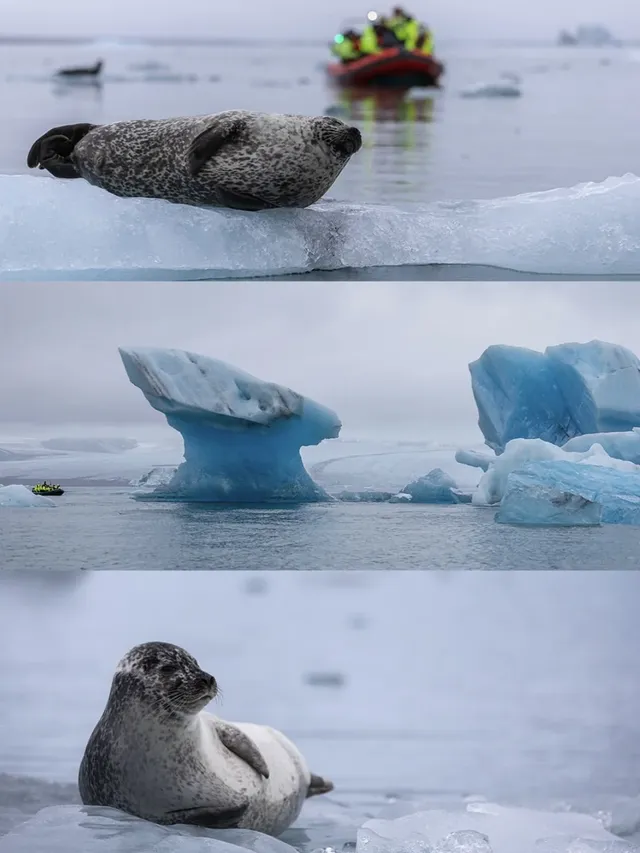 冰島冰河湖遇見海豹|是冬天zui溫柔的驚喜 冰島冰河湖遇見海豹|是冬天zui溫柔的驚喜