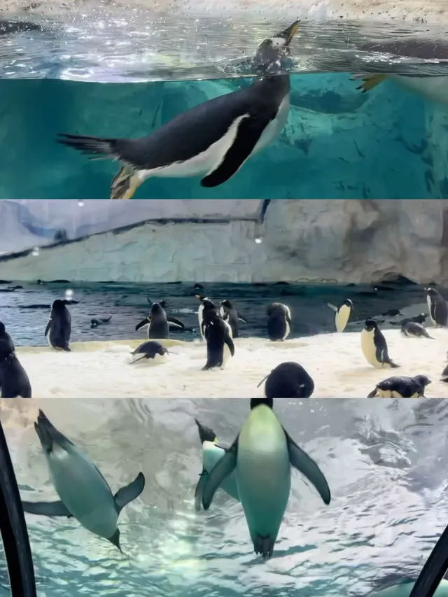 2歲寶寶,珠海長隆2天1晚遊玩攻略 2歲寶寶,珠海長隆2天1晚遊玩攻略