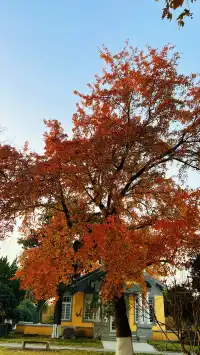 賞銀杏~一定要來玄武湖梁洲覽勝閣~