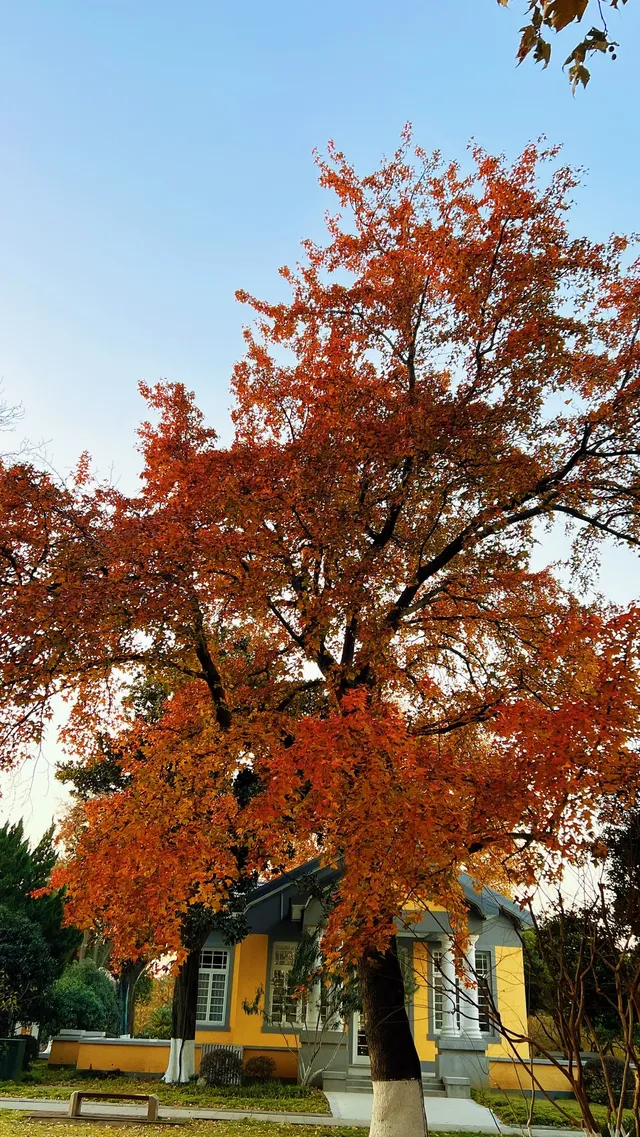 賞銀杏~一定要來玄武湖梁洲覽勝閣~ 賞銀杏~一定要來玄武湖梁洲覽勝閣~