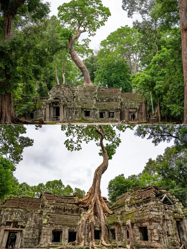 塔布隆寺|古墓奇兵取景地,異星球神樹奇觀 塔布隆寺|古墓奇兵取景地,異星球神樹奇觀