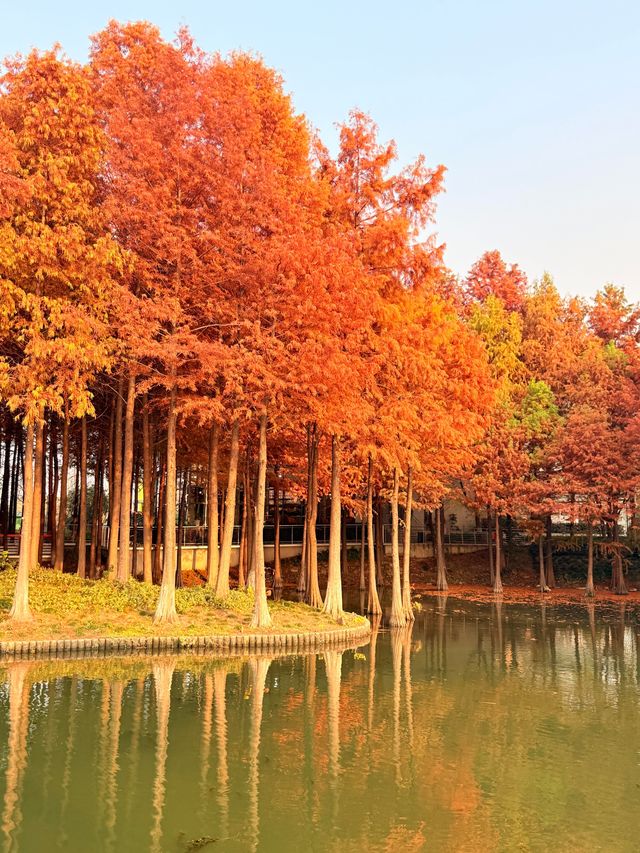 上海初冬限定浪漫|碳路者公園4點光影落羽杉 上海初冬限定浪漫|碳路者公園4點光影落羽杉