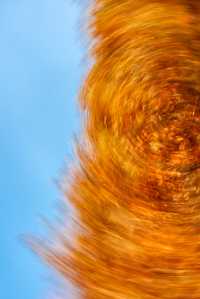 成都昇仙湖公園|晨霧下的水杉林是那麼的夢幻