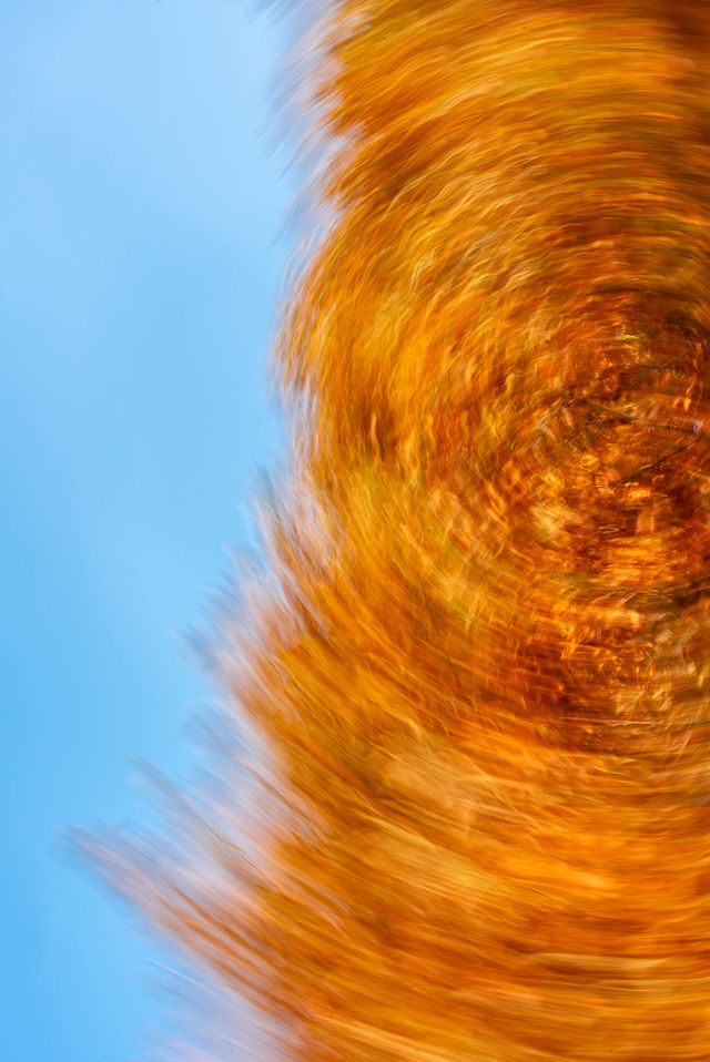 成都昇仙湖公園|晨霧下的水杉林是那麼的夢幻 成都昇仙湖公園|晨霧下的水杉林是那麼的夢幻