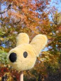 共青秋林愛晚|賞五彩繽紛的秋