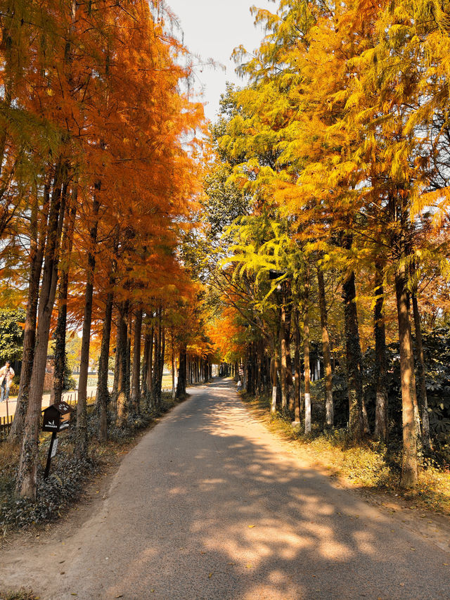 烏村(景色篇)照片太多,20張都不夠發 烏村(景色篇)照片太多,20張都不夠發