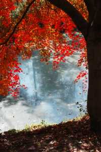 上海金山·花開海上 今年份的紅葉