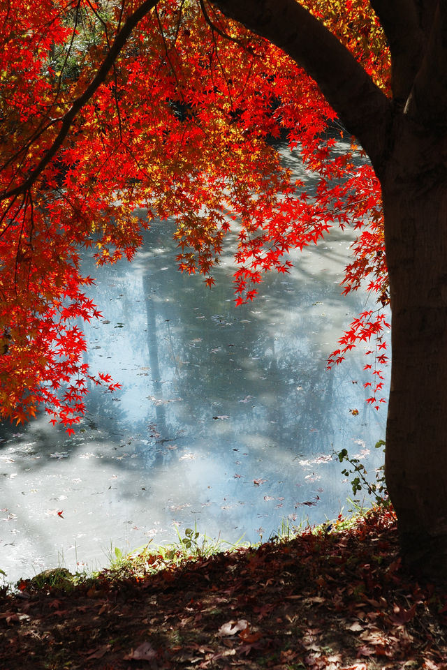 上海金山·花開海上 今年份的紅葉 上海金山·花開海上 今年份的紅葉