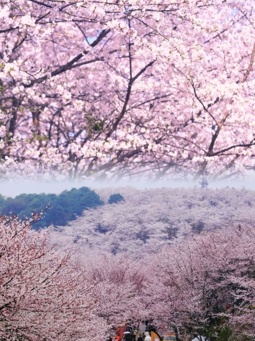 世界クラスの桜園チェックインガイド | Trip.com 貴陽
